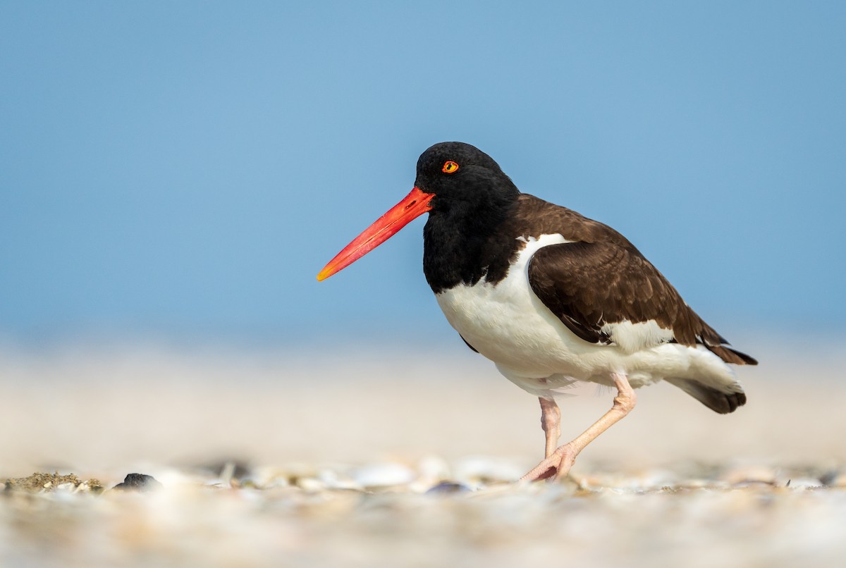 American Oystercatcher - ML620718796