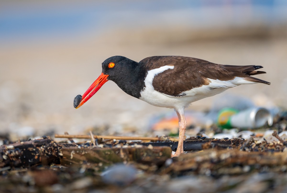 American Oystercatcher - ML620718797