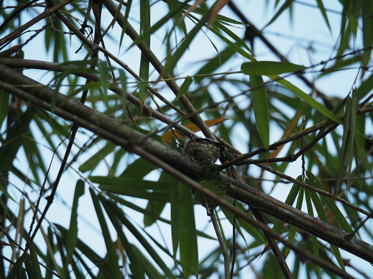 Long-tailed Hermit - ML620718799