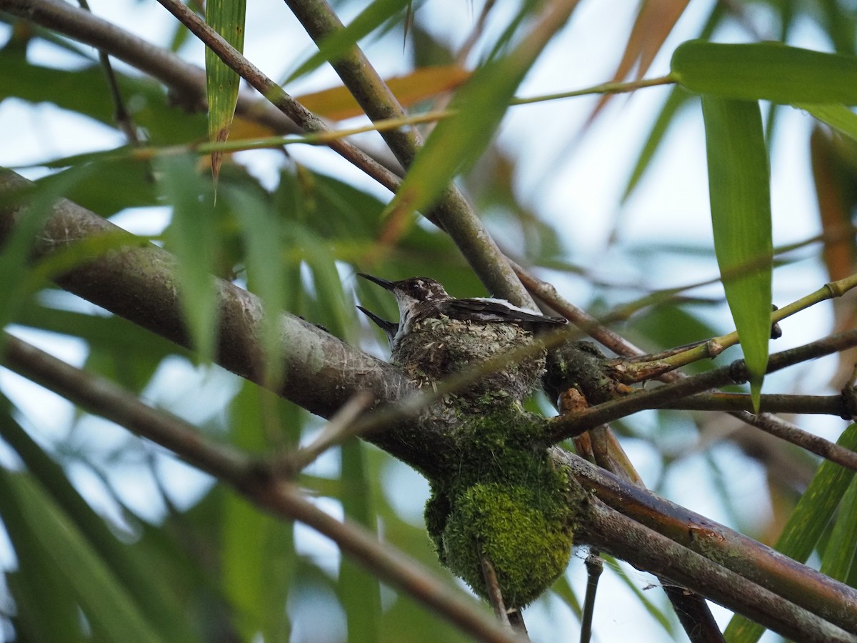 Long-tailed Hermit - ML620718800