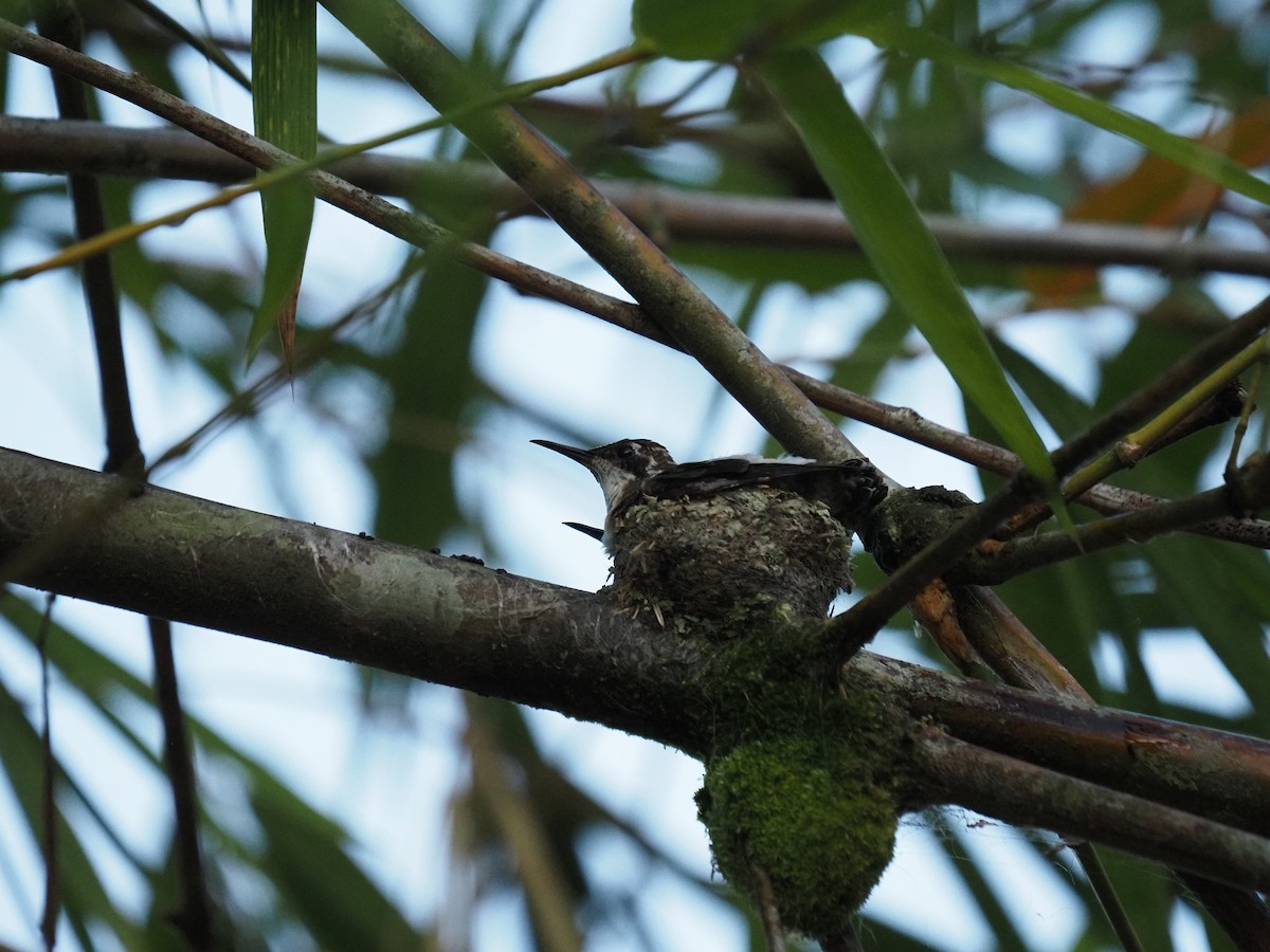 Long-tailed Hermit - ML620718801