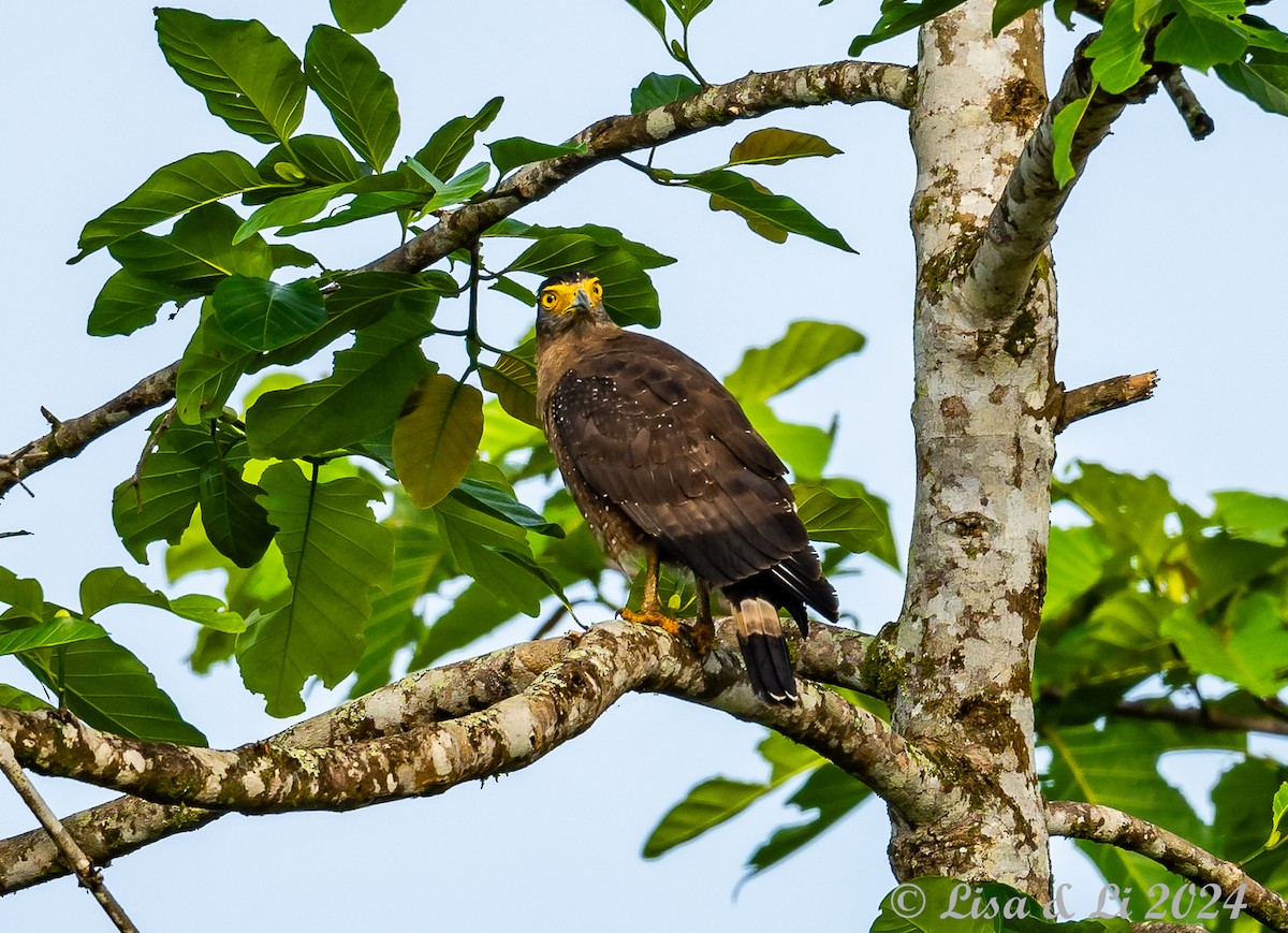 Crested Serpent-Eagle - Lisa & Li Li