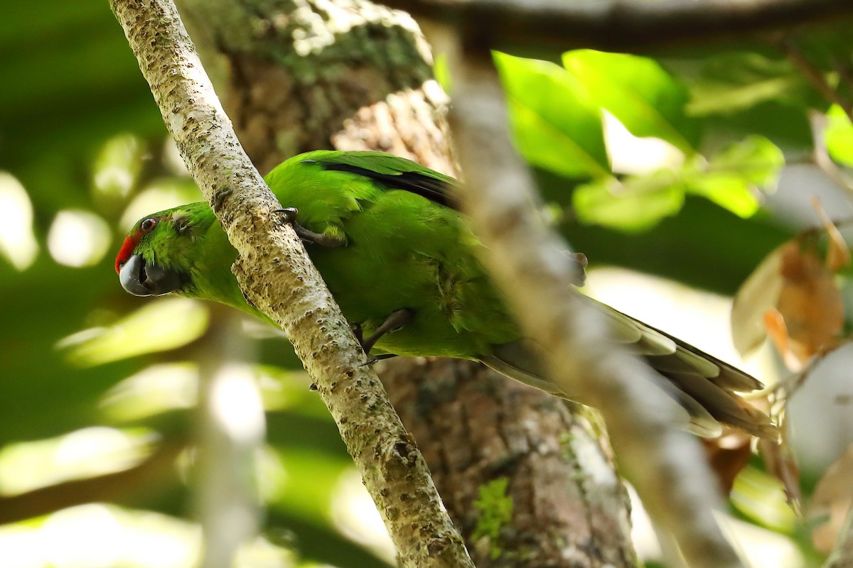 Norfolk Island Parakeet - ML620718803