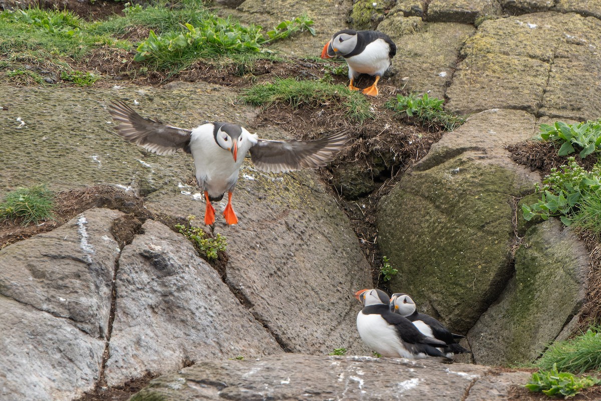 Atlantic Puffin - ML620718809