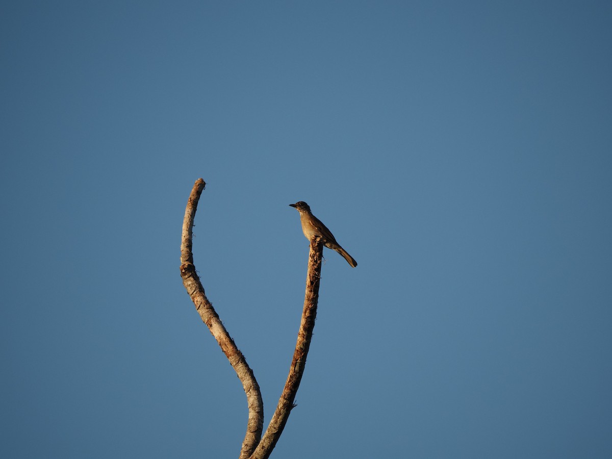 Pale-breasted Thrush - ML620718813