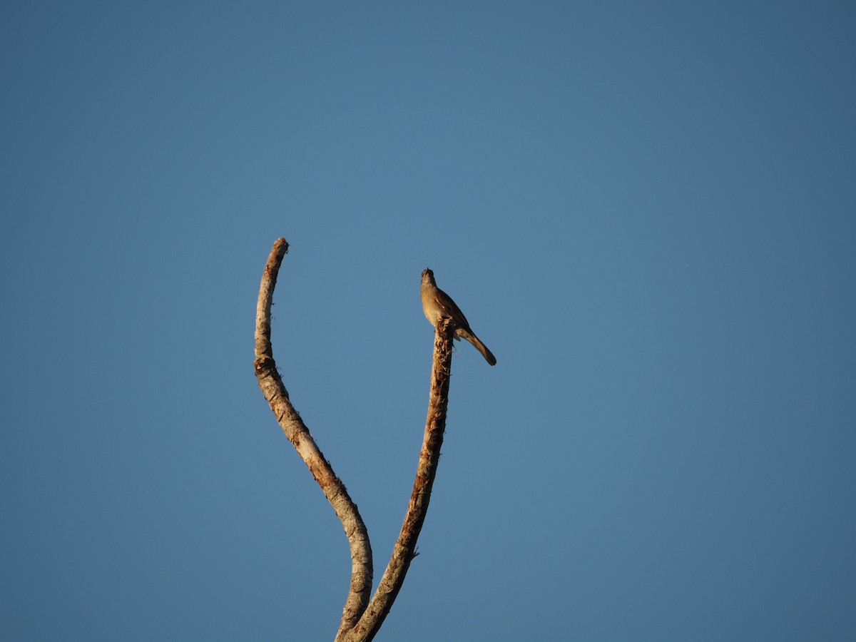 Pale-breasted Thrush - ML620718815