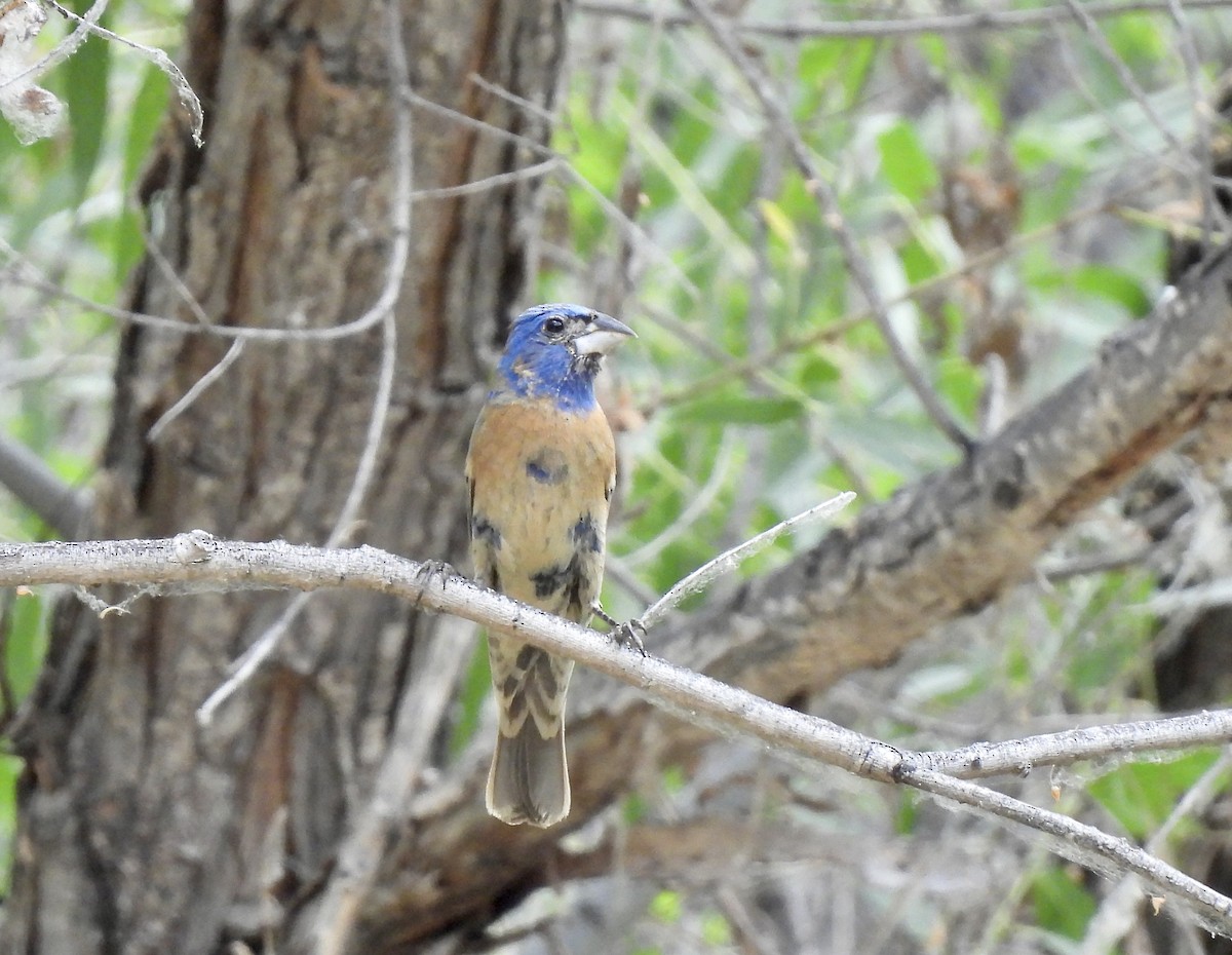 Blue Grosbeak - ML620718818