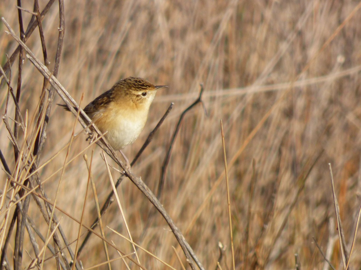 Grass Wren - ML620718820