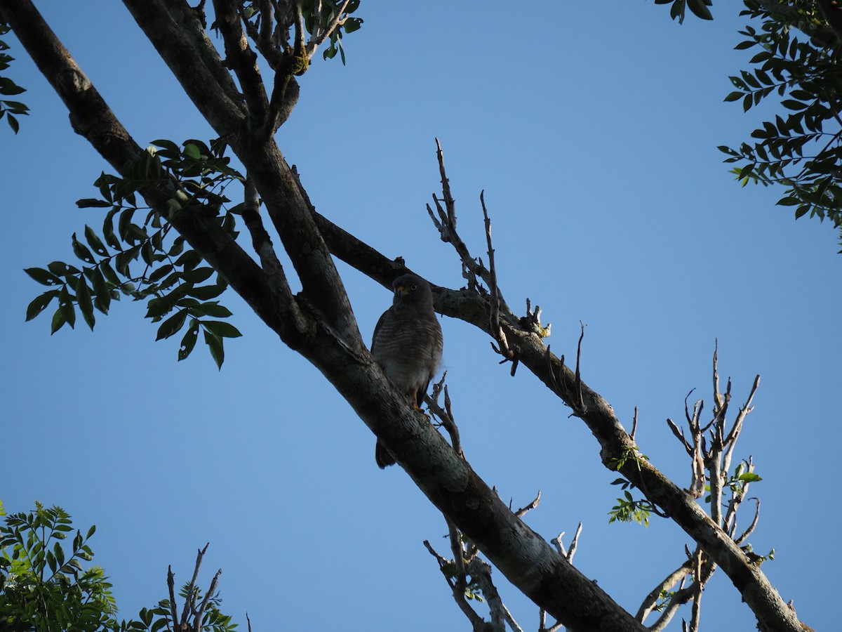 Roadside Hawk - ML620718828