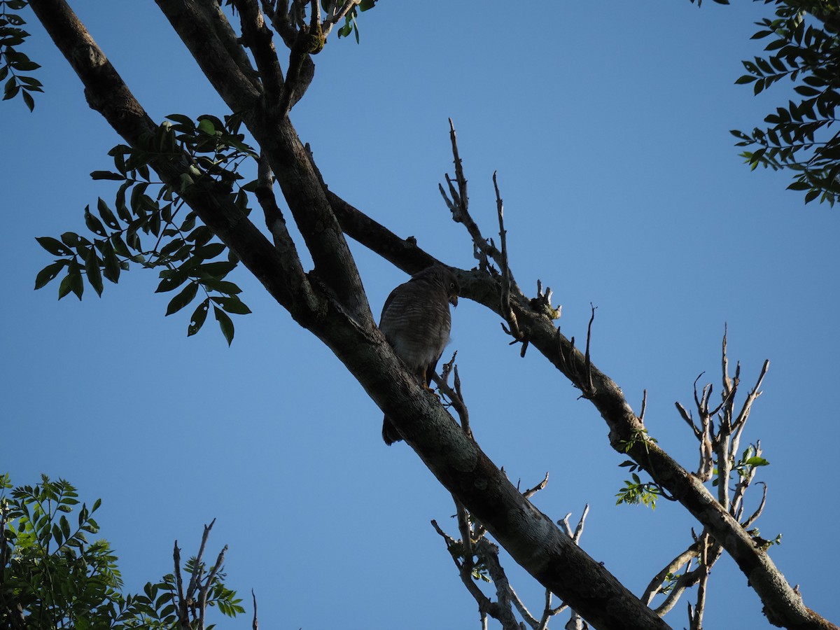 Roadside Hawk - ML620718829