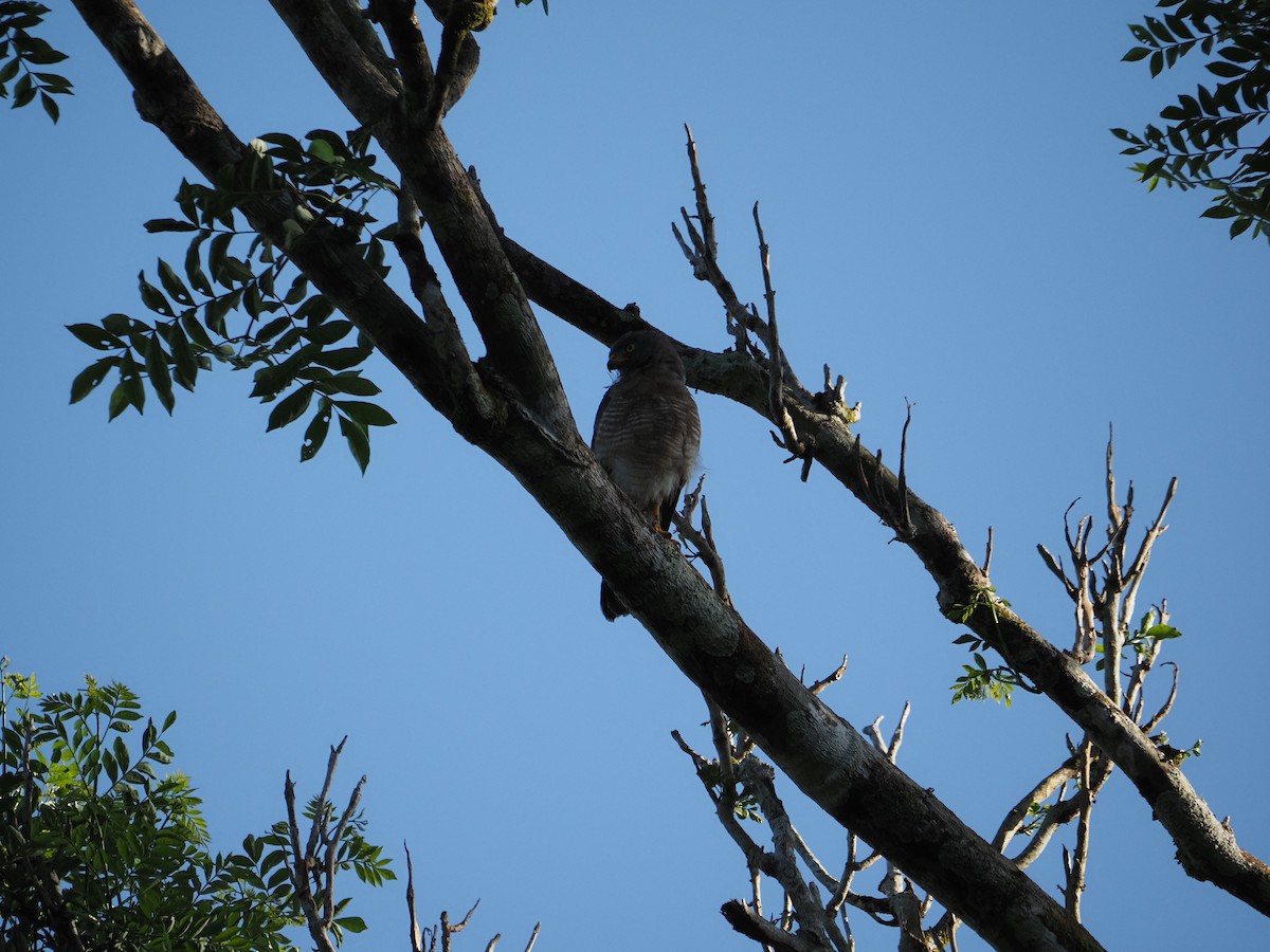 Roadside Hawk - ML620718830