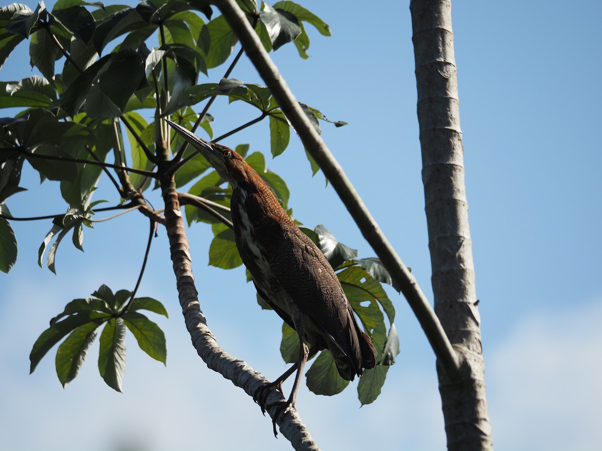 Rufescent Tiger-Heron - ML620718834