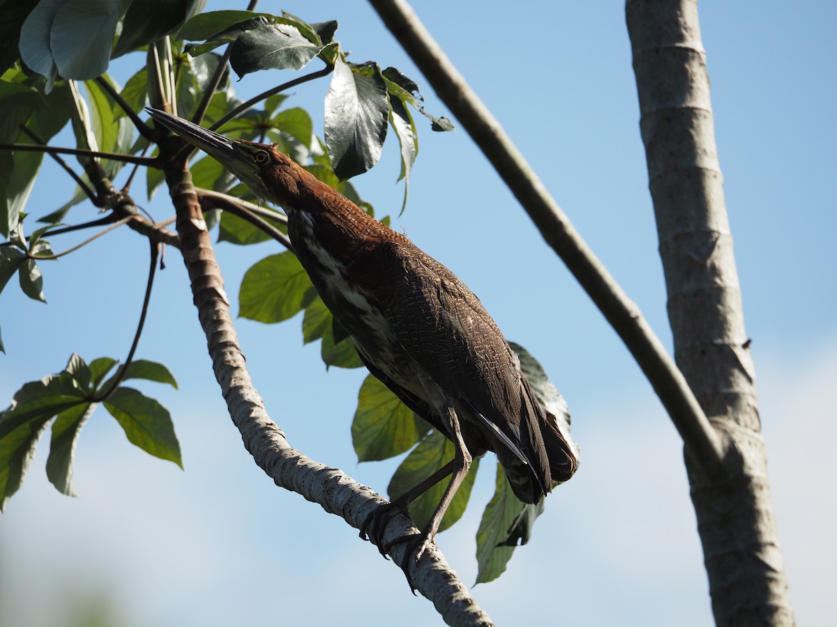 Rufescent Tiger-Heron - Clemente Sanchez