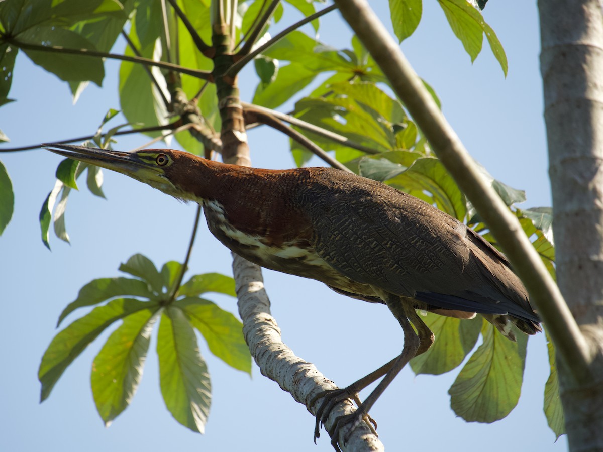 Rufescent Tiger-Heron - ML620718837