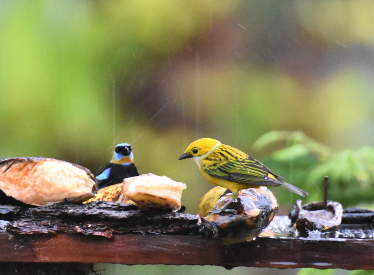 Silver-throated Tanager - ML620718841