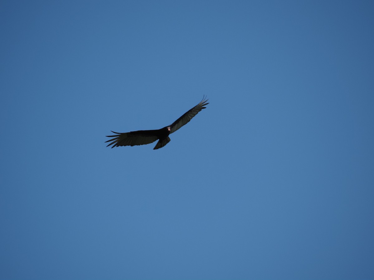 Turkey Vulture - ML620718845