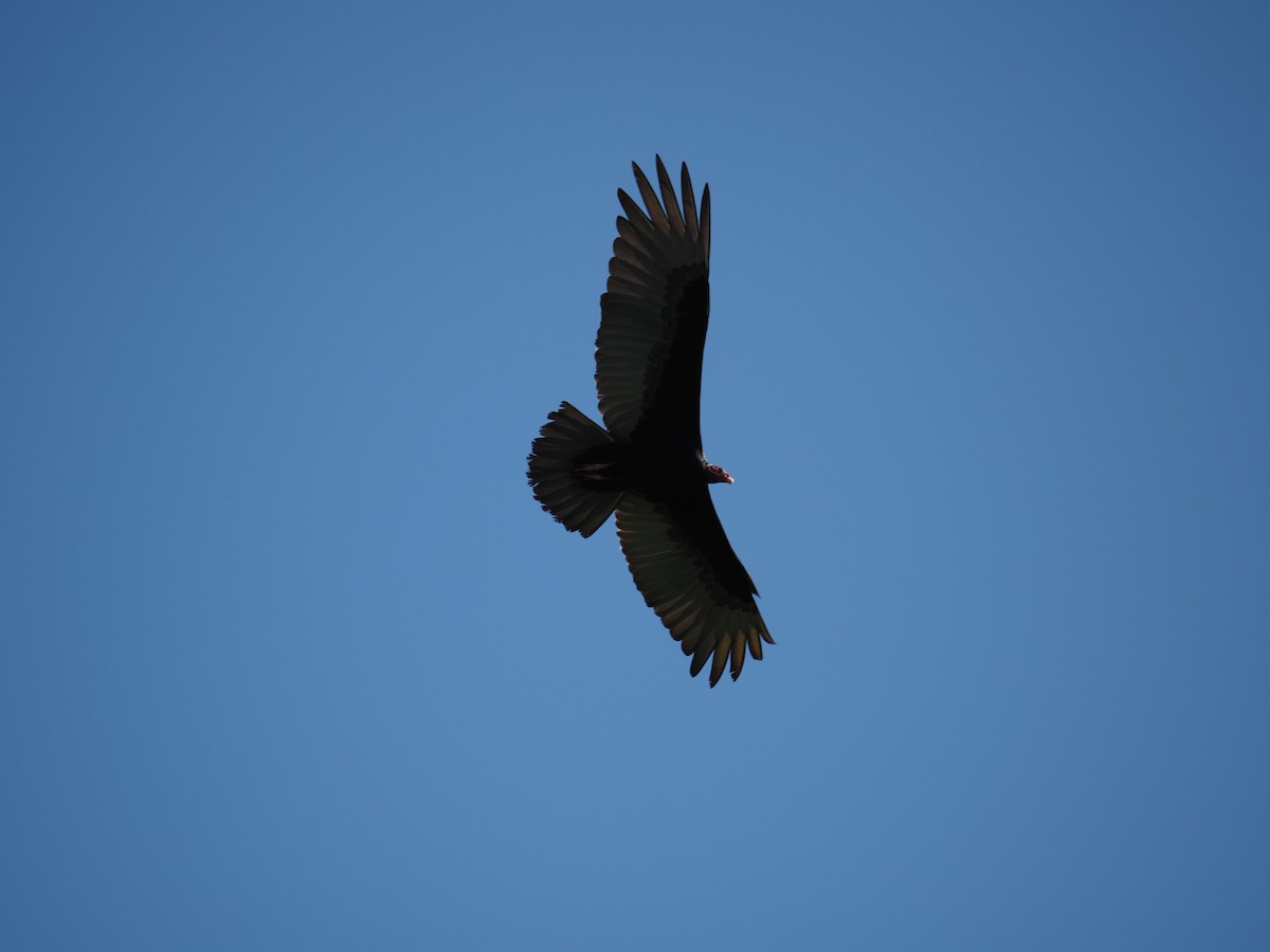 Turkey Vulture - ML620718847