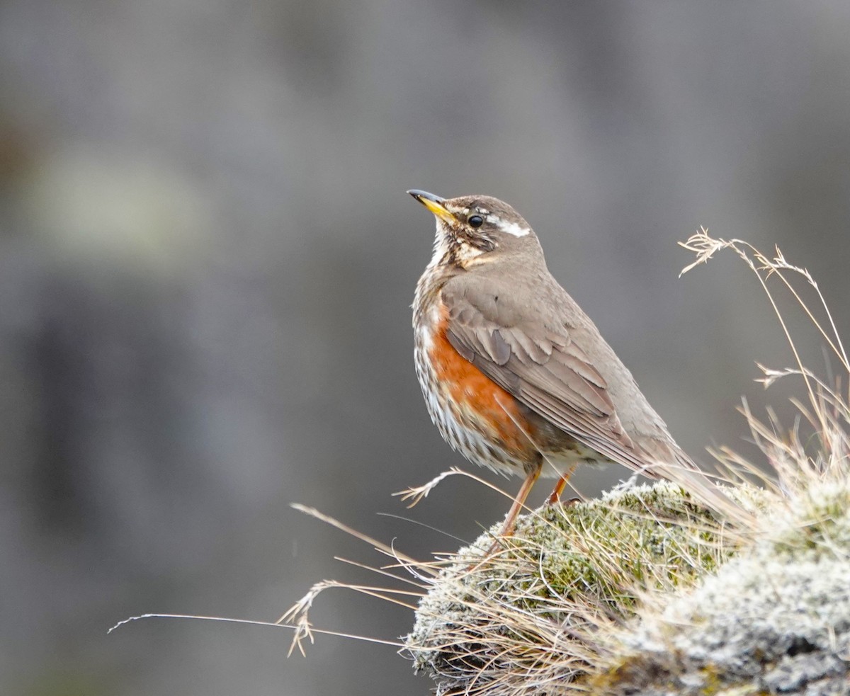 Redwing (Icelandic) - ML620718848