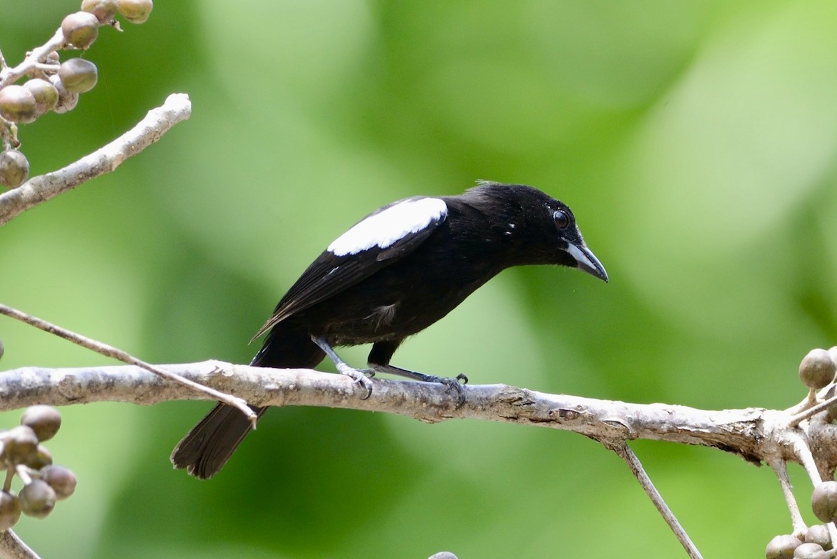 White-shouldered Tanager - ML620718849