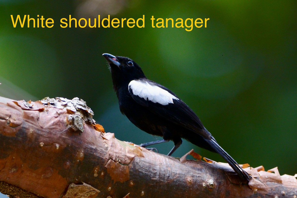 White-shouldered Tanager - ML620718850
