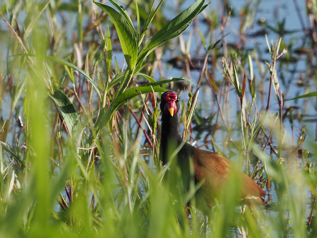 Wattled Jacana - ML620718852