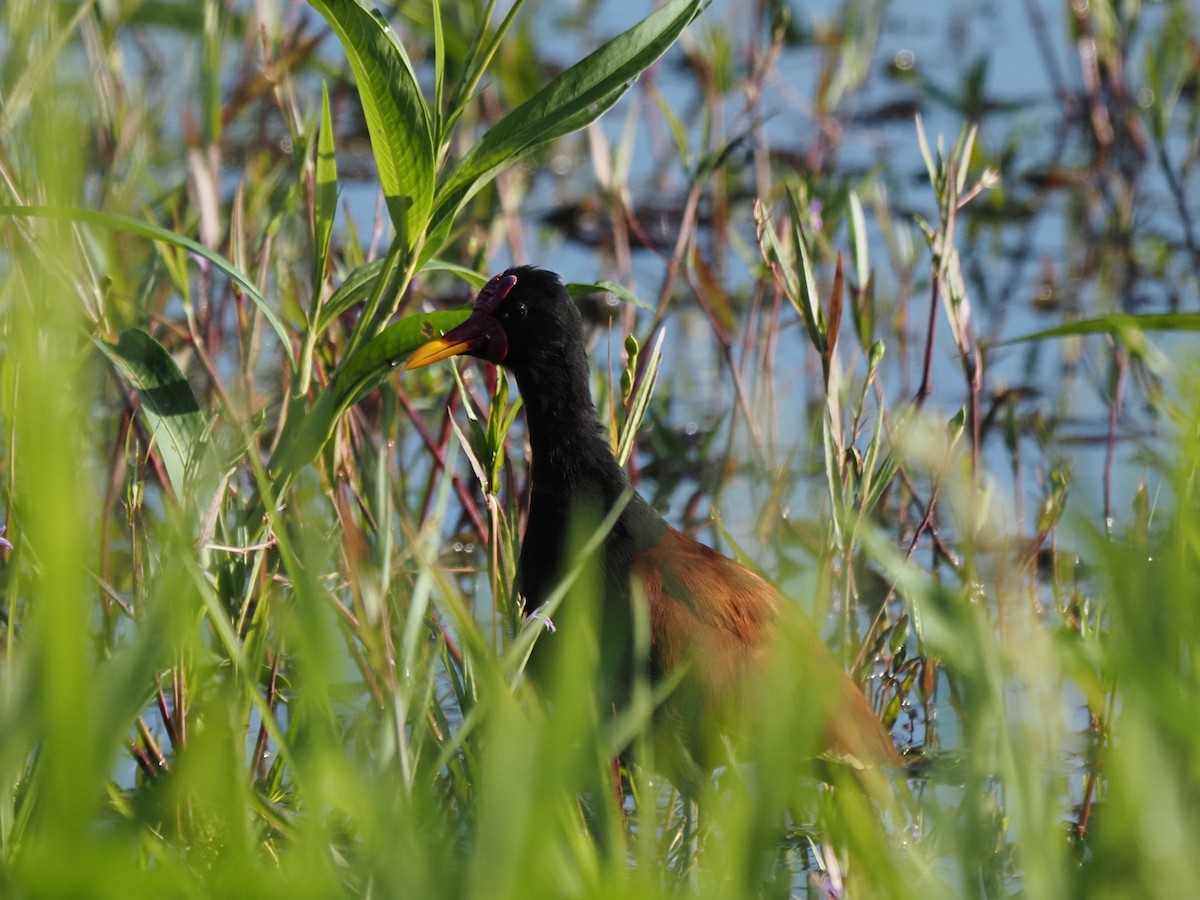 Wattled Jacana - ML620718853