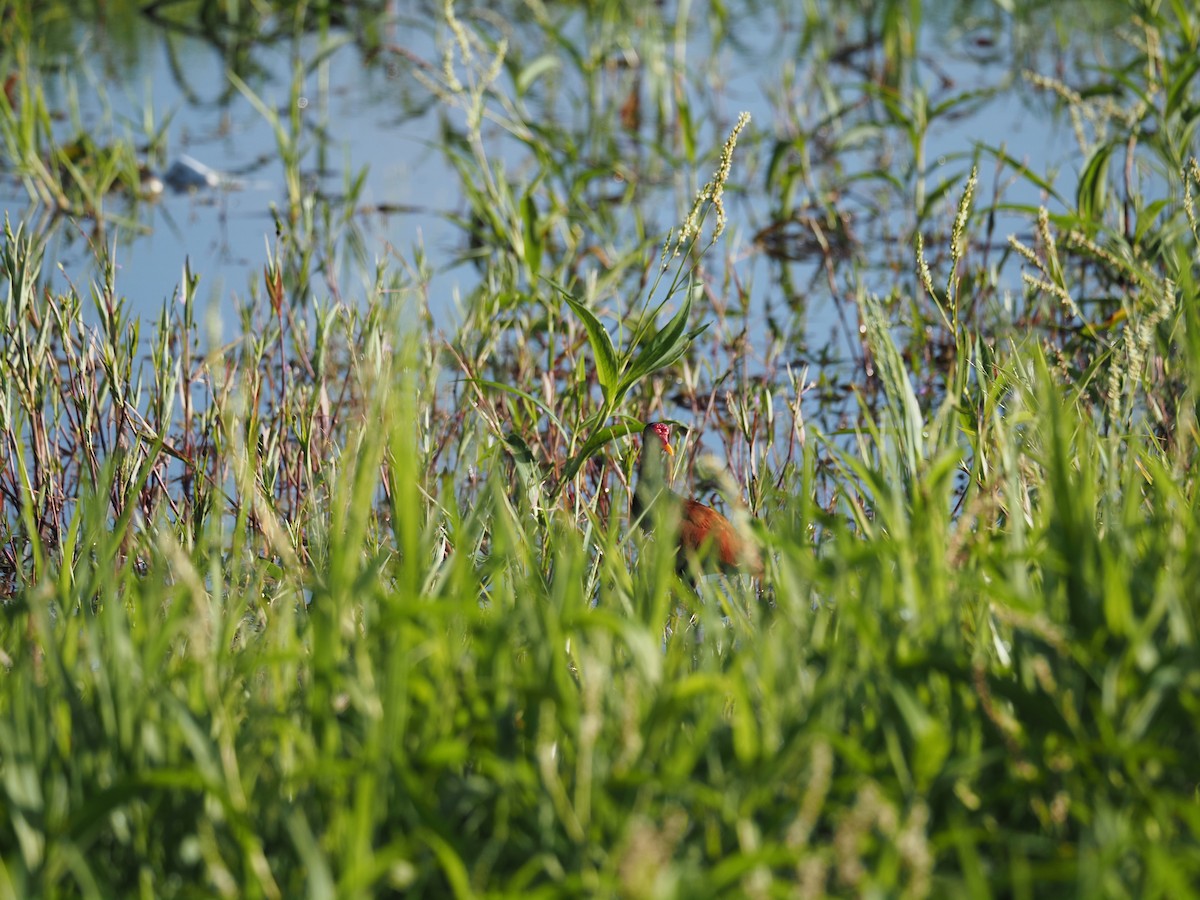 Wattled Jacana - ML620718854