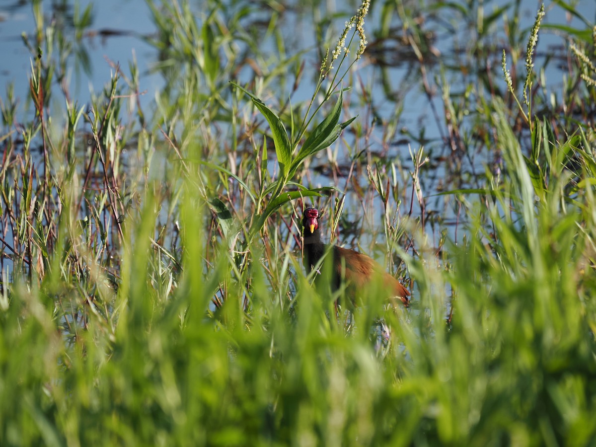 Jacana Suramericana - ML620718855