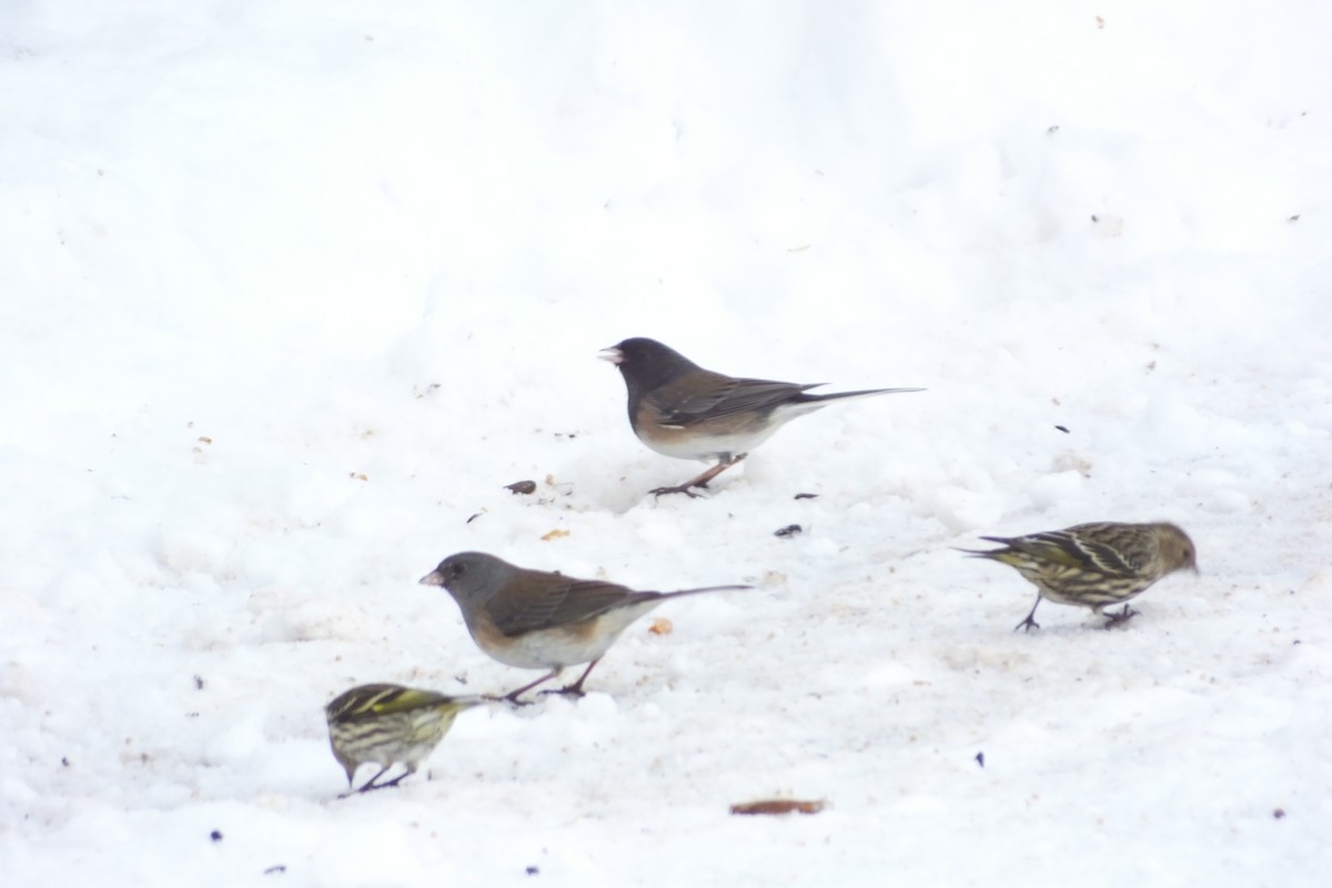 Junco ardoisé - ML620718857