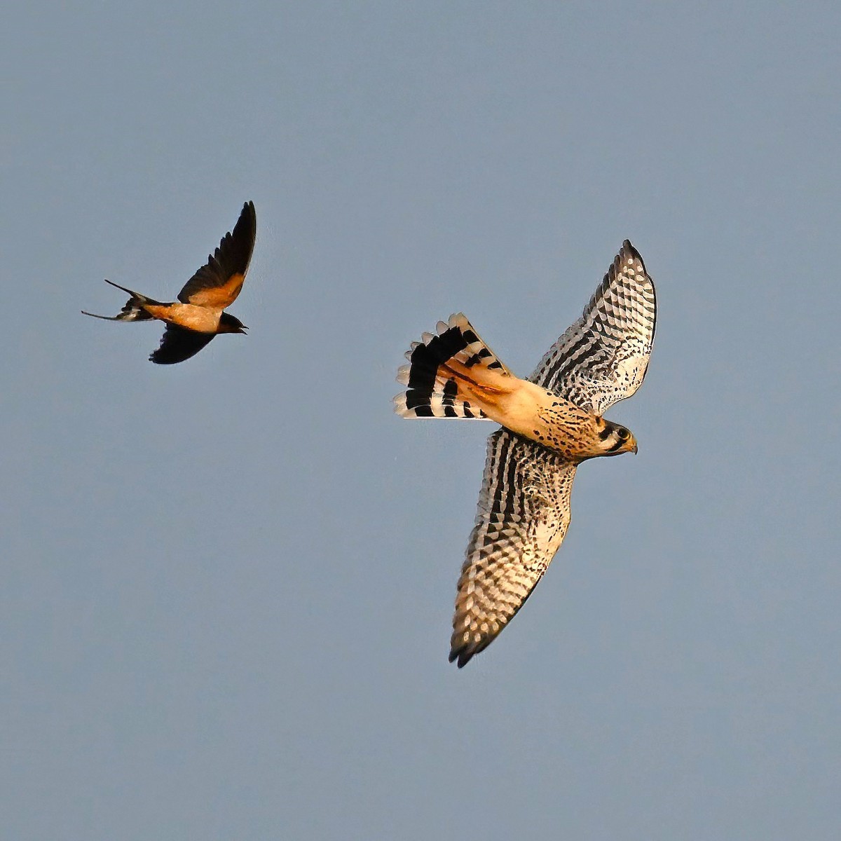 American Kestrel - John Kramer