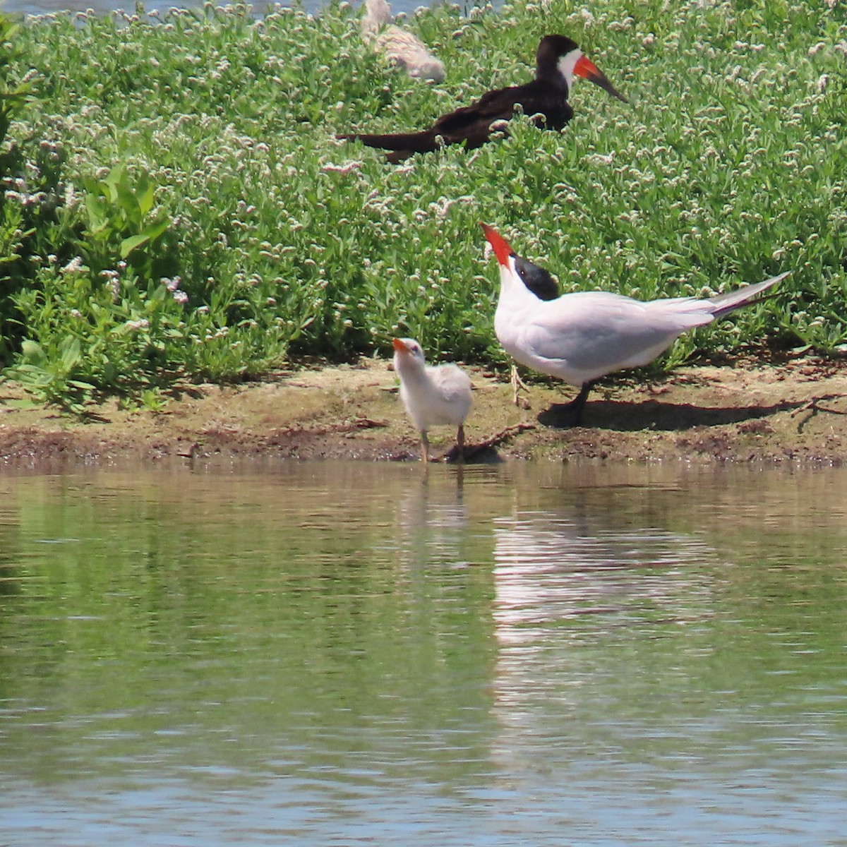 Caspian Tern - ML620718859