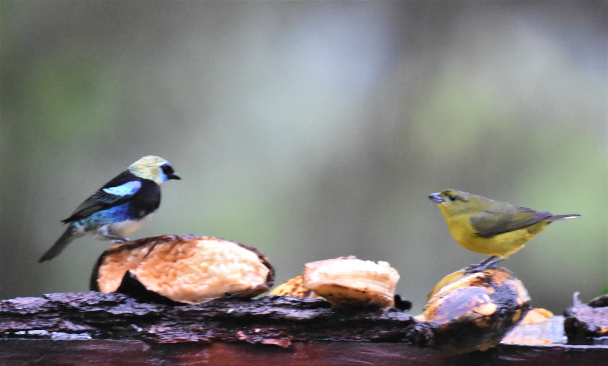 Golden-hooded Tanager - ML620718863