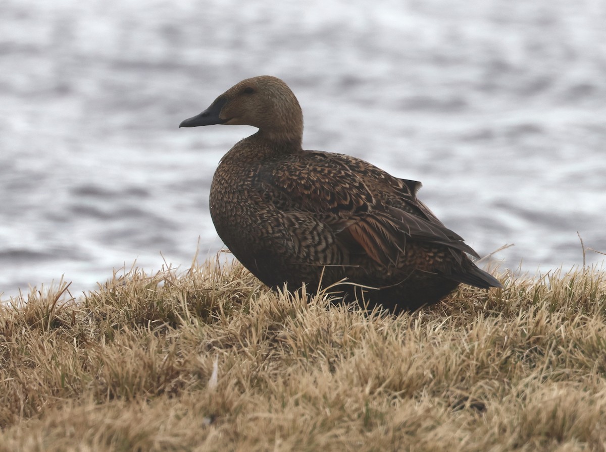 Eider à tête grise - ML620718868