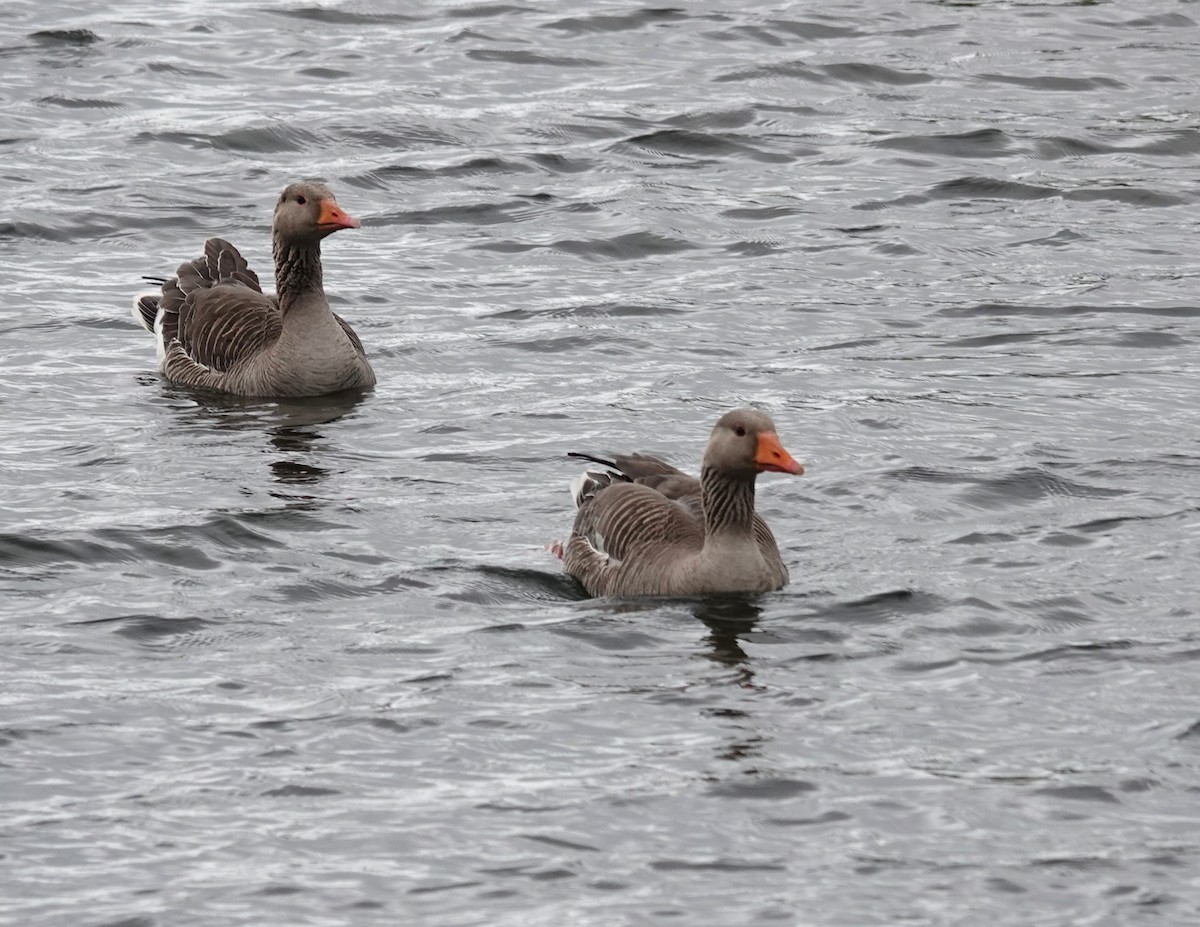 Graylag Goose - ML620718870