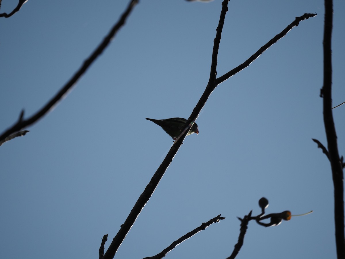 White-winged Parakeet - ML620718876