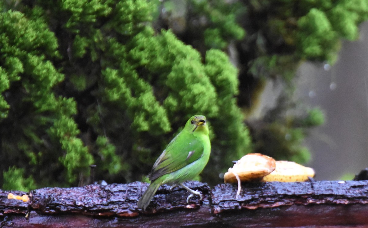 Green Honeycreeper - ML620718878