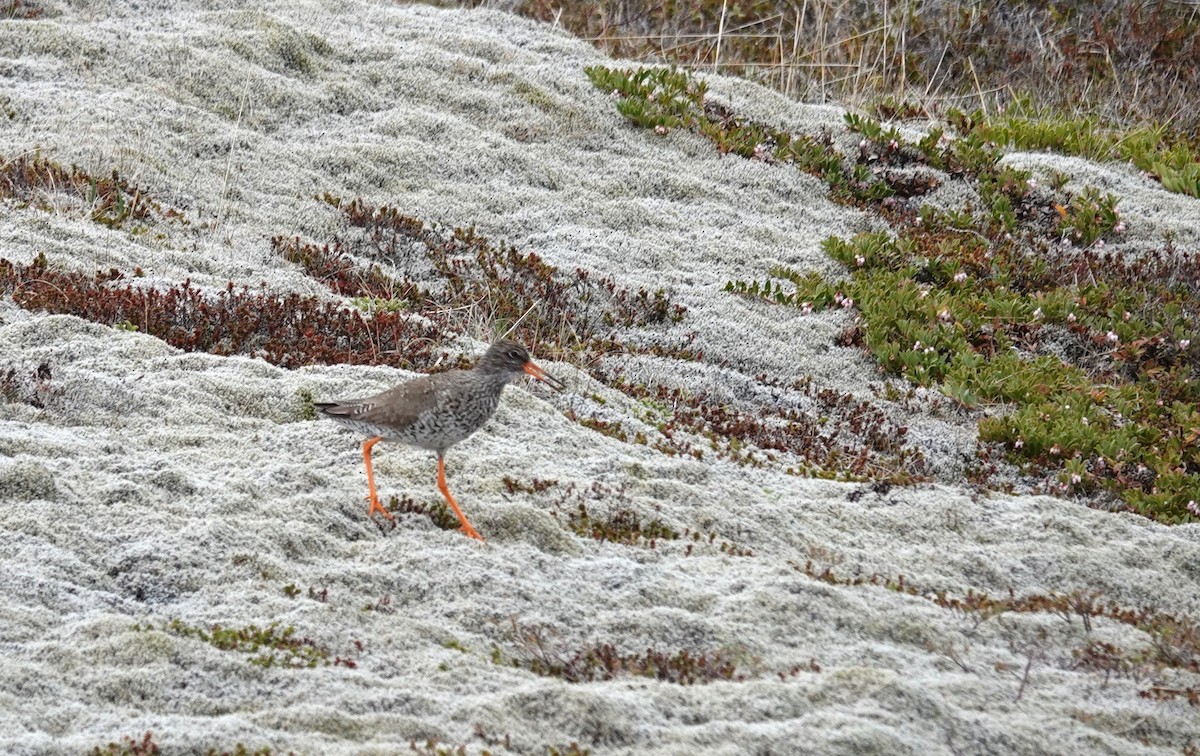 Common Redshank - ML620718880