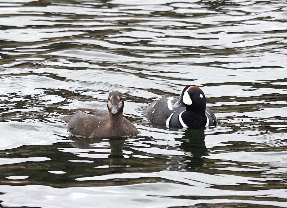 Harlequin Duck - ML620718882