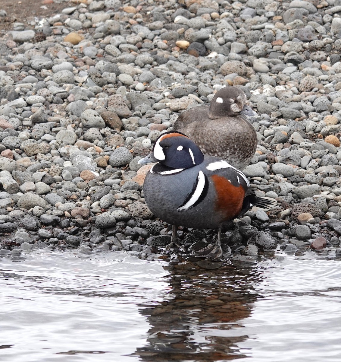 Harlequin Duck - ML620718883