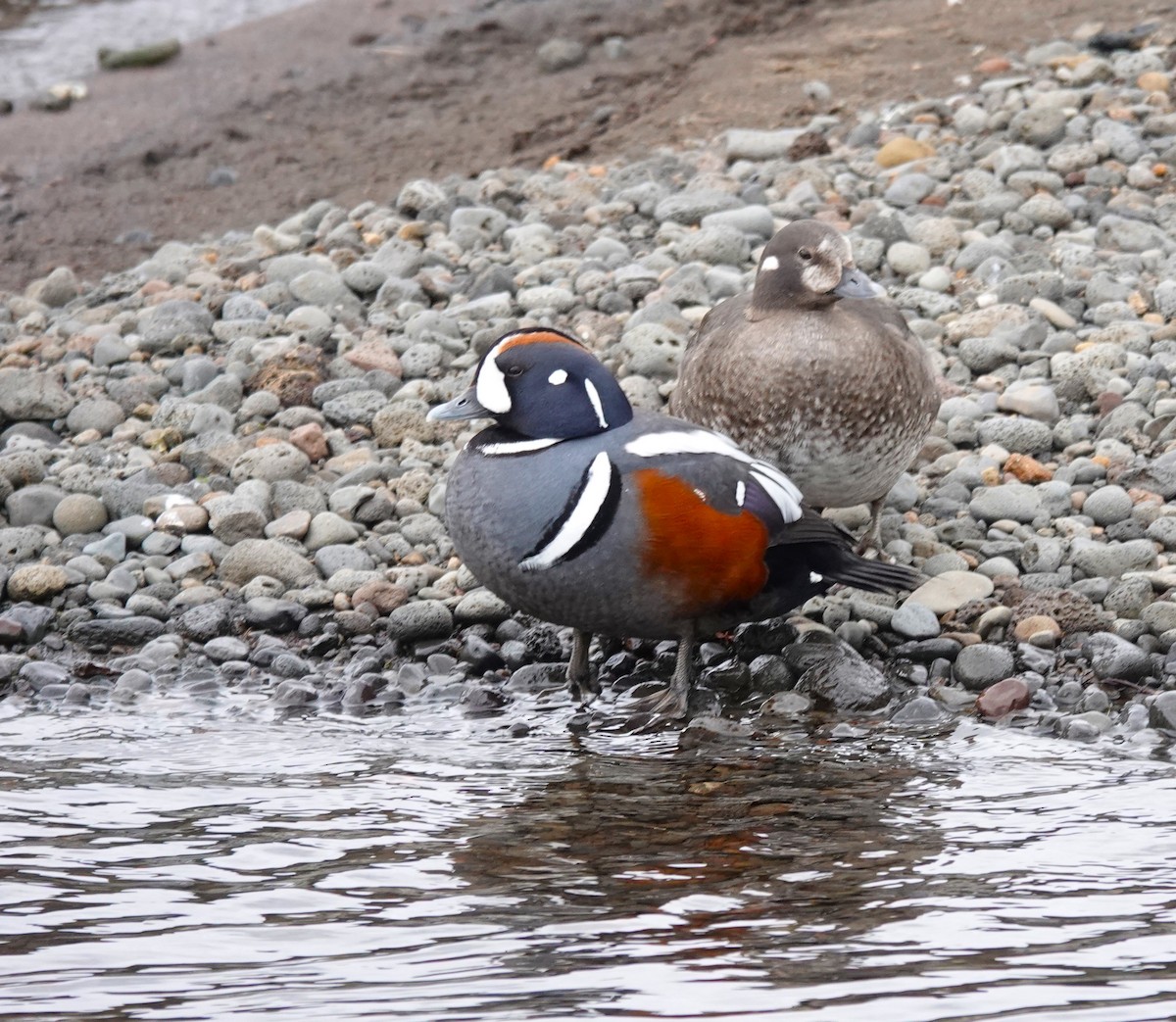 Harlequin Duck - ML620718888