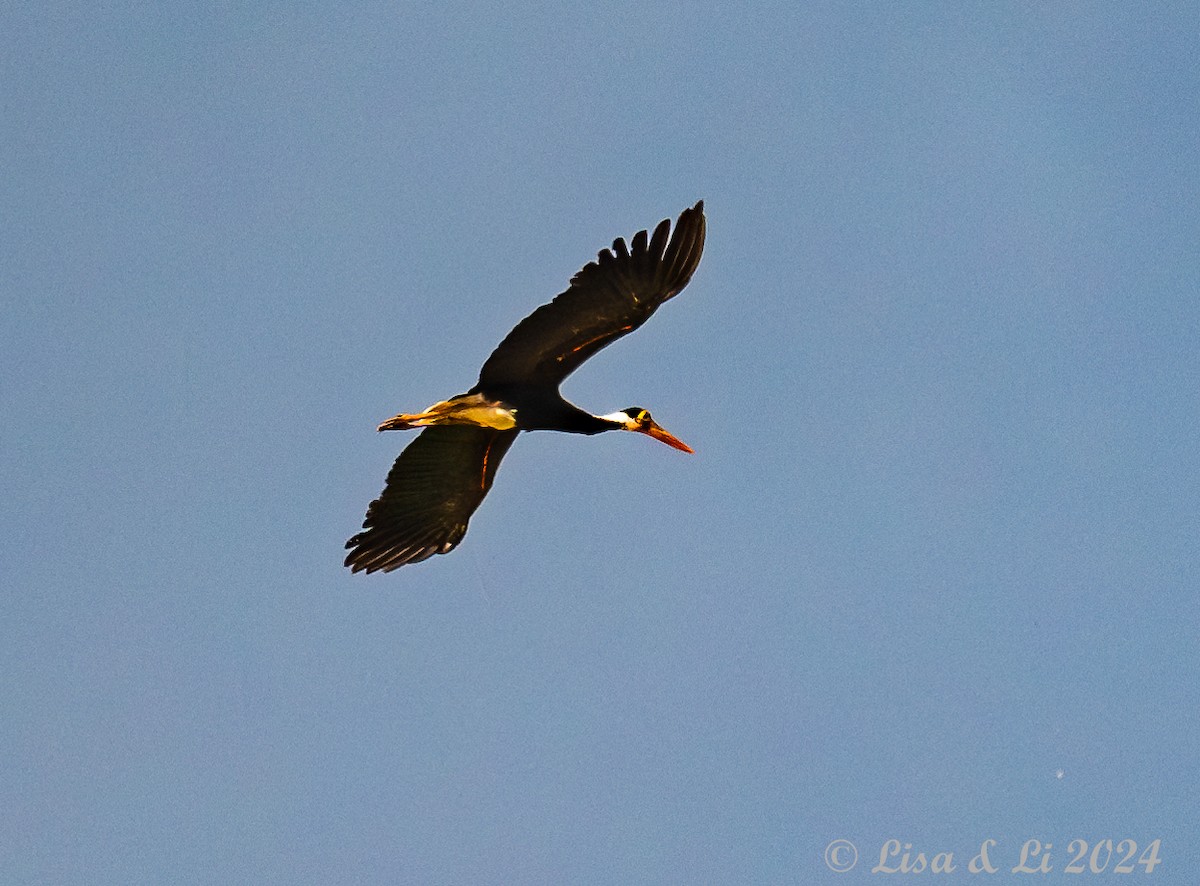 Höckerstorch - ML620718889