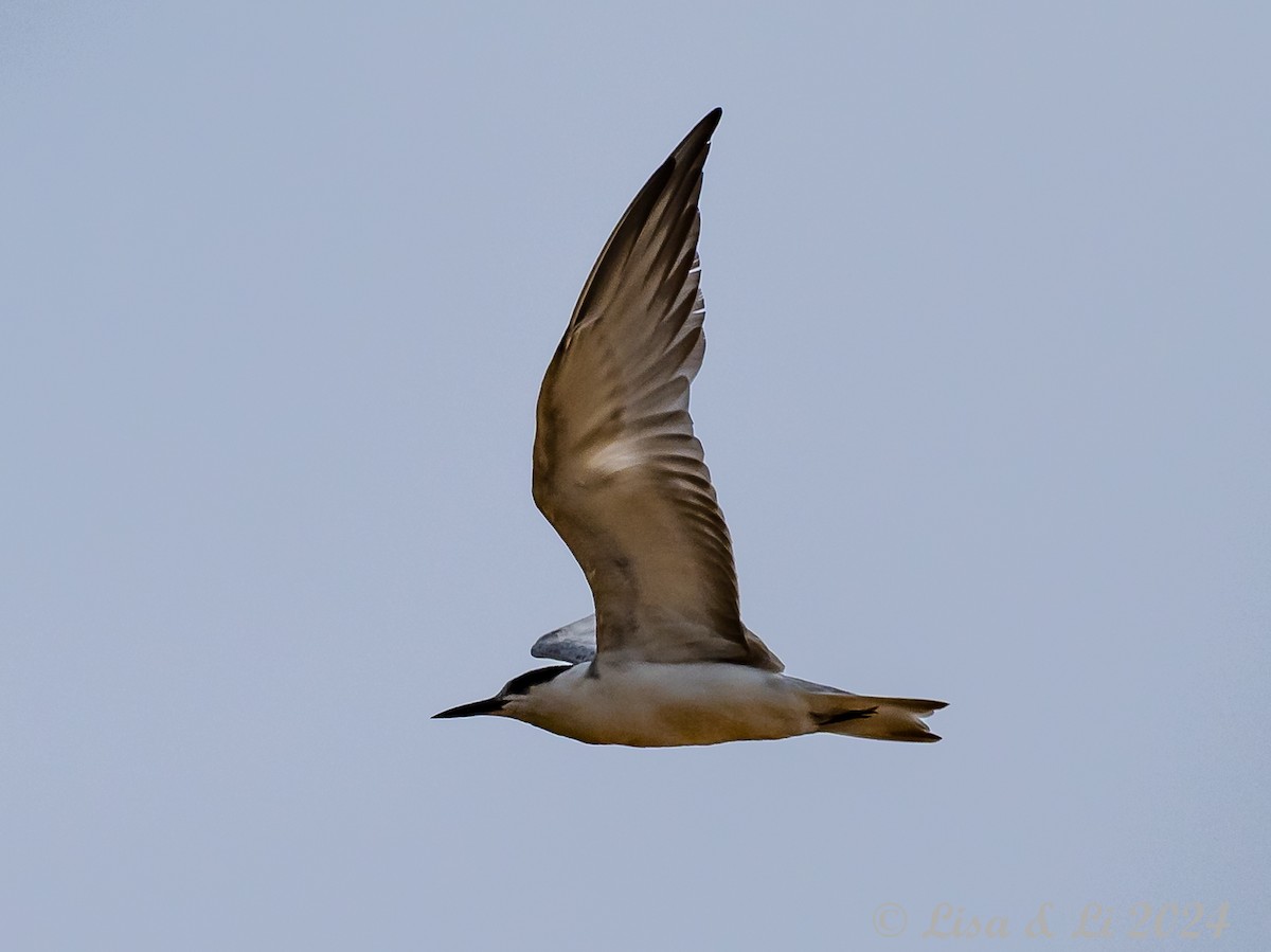 Whiskered Tern - ML620718890