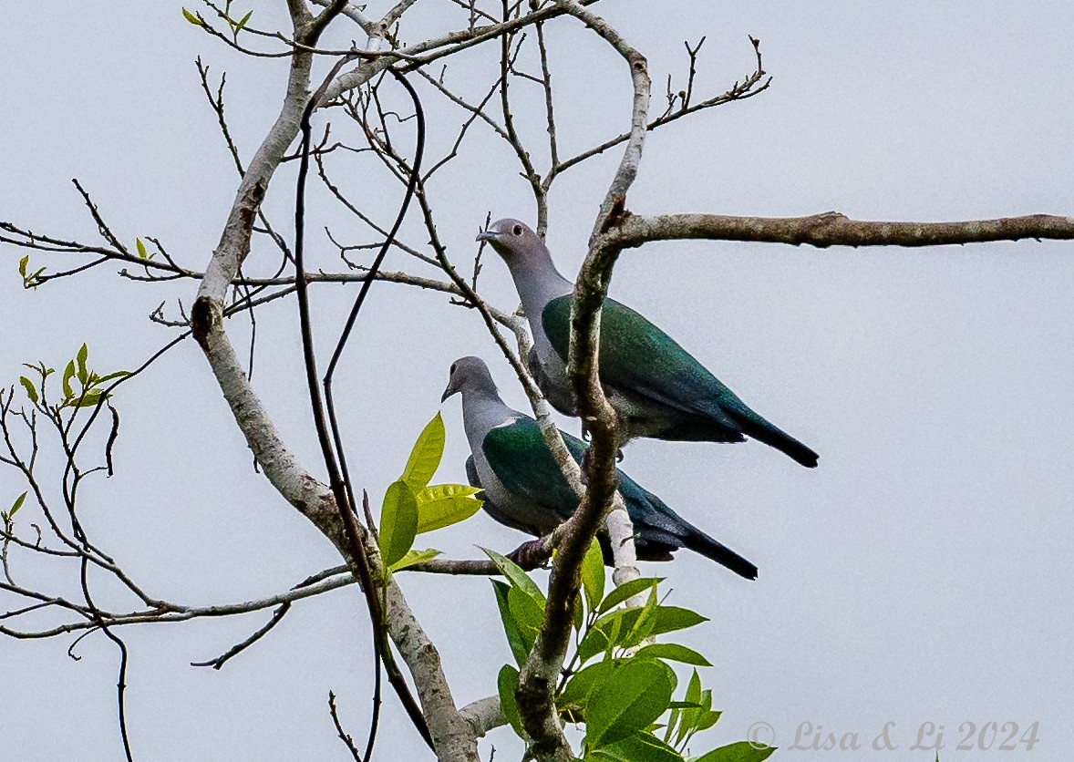 Green Imperial-Pigeon - ML620718892