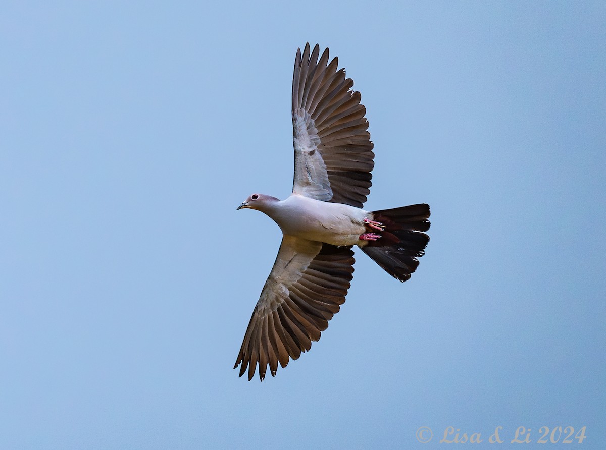 Green Imperial-Pigeon - ML620718898