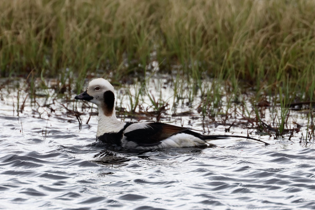 Long-tailed Duck - ML620718899