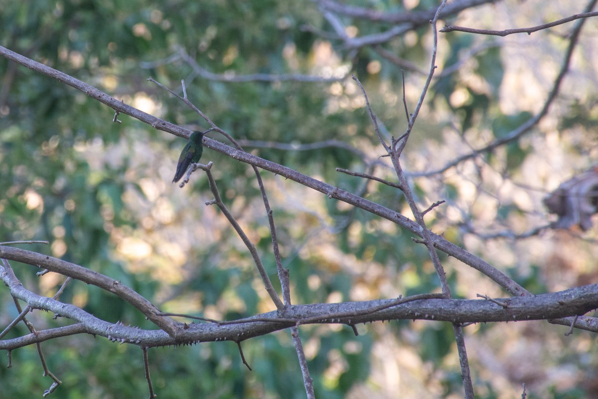 ub. kolibri (Trochilidae sp.) - ML620718900
