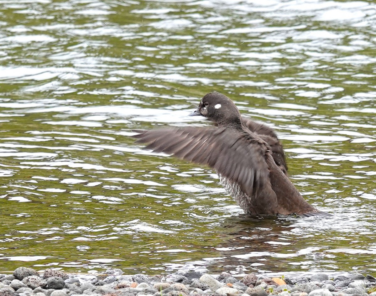 Harlequin Duck - ML620718904