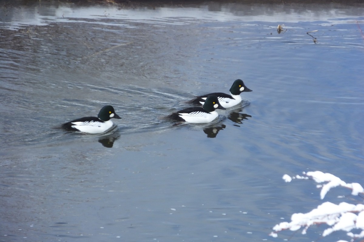 Common Goldeneye - ML620718905