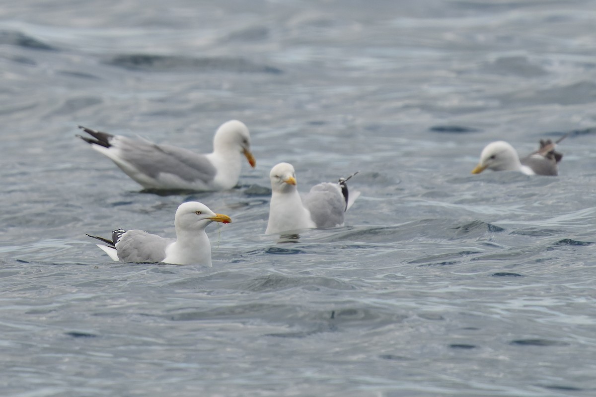 Herring Gull - ML620718906