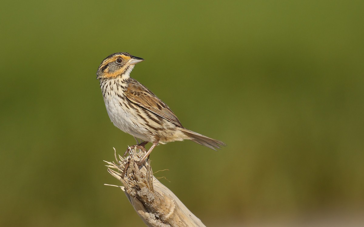 Saltmarsh Sparrow - Ryan Schain